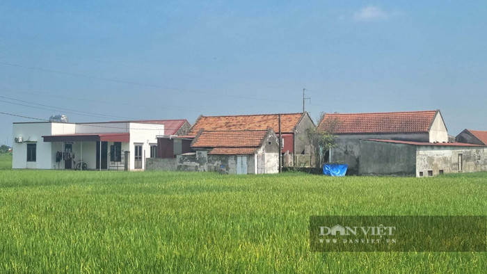 Chuyện lạ Ninh Bình, 'cả làng' chỉ 4 ngôi nhà nằm lọt thỏm giữa đồng lúa mênh mông đẹp hơn phim Ảnh 3
