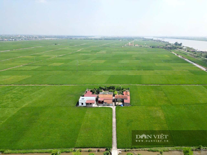 Giữa cánh đồng lúa xanh mát ở xã Nghĩa Sơn (tỉnh Ninh Bình), hiện lên cụm dân cư như 'xóm đảo' thu nhỏ. Ảnh: Vũ Thượng