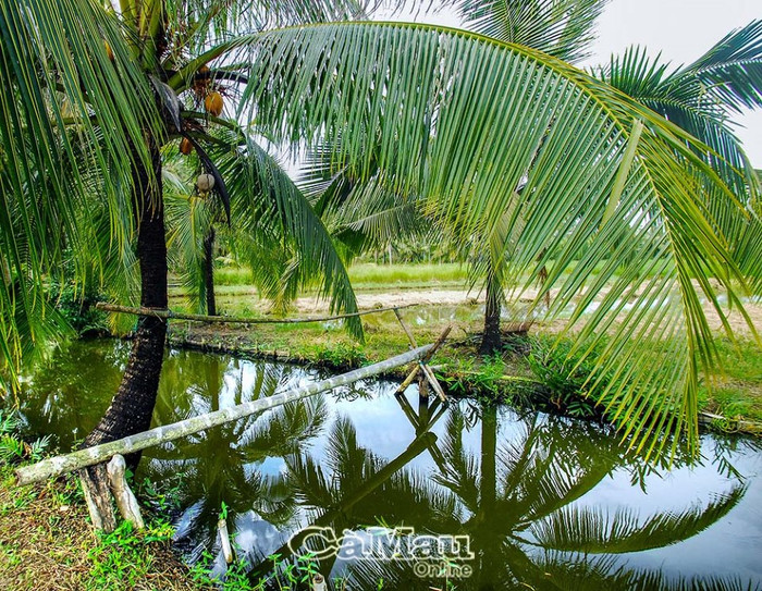 Cảnh quê yên bình ở Cà Mau - quê hương của Mai Tài Phến. Ảnh: báo Cà Mau