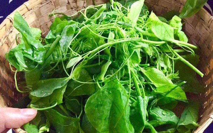 Các loại rau rừng. Ảnh: Sưu tầm