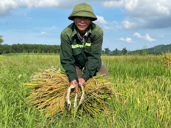 Người nông dân Nghệ An thu hoạch lúa. Ảnh: báo Lao Động