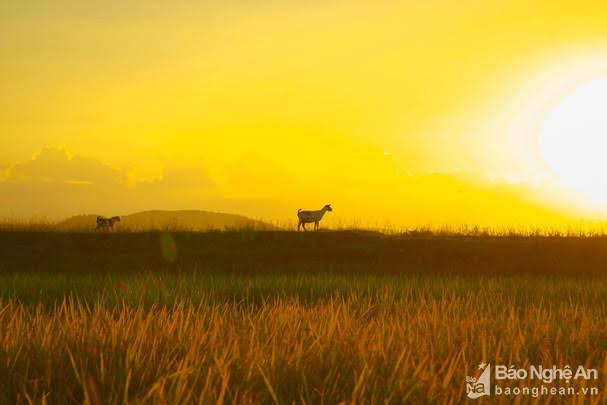 Chiều xuống, ngắm hoàng hôn miền quê xứ Nghệ. Ảnh: báo Nghệ An