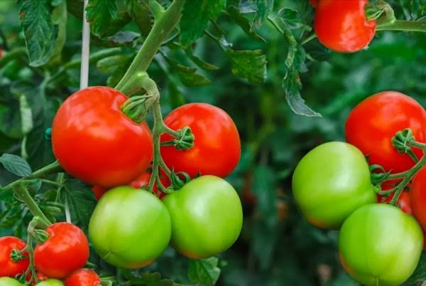 Cà chua ăn sống hay nấu chín tốt hơn? Ảnh 1