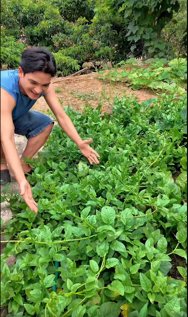 Mạc Văn Khoa khoe đám rau mồng tơi xanh ngát. Ảnh: FBNV