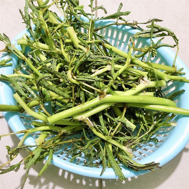 Rau nhút Ninh Bình