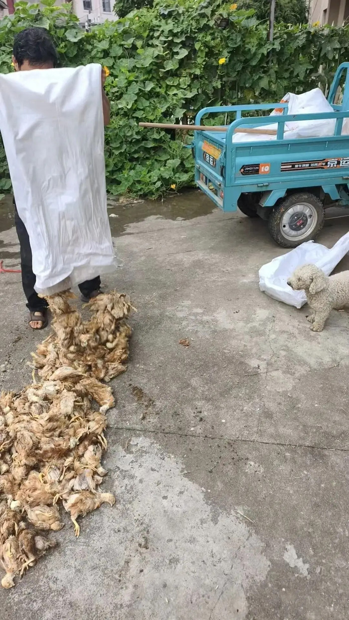 Hơn 1.400 con gà chết trong một đêm, nguyên nhân khiến ai cũng bất ngờ Ảnh 2