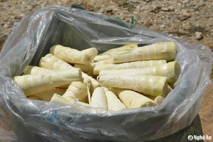 Ảnh: báo Nghệ An