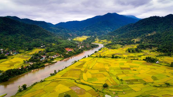 Thung lũng vàng ở xứ Nghệ. Ảnh: báo Nghệ An