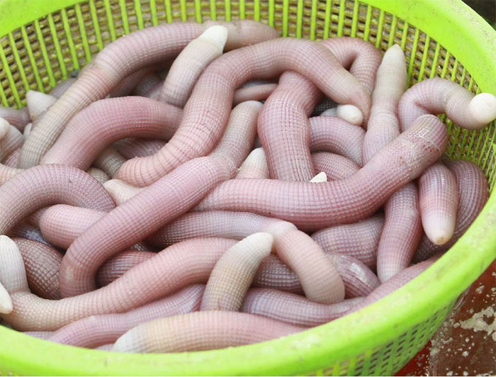 Con sá sùng