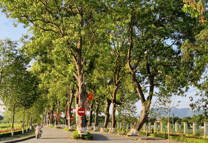 Hàng trăm cây cổ thụ được trồng từ những năm 1960 sau lời kêu gọi “Tết trồng cây” của Bác Hồ. Ảnh: Quỳnh Trang/Báo Lao Động&nbsp;