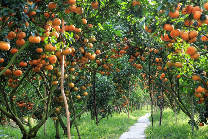 Đến miệt vườn Vĩnh Long, đừng quên ghé các vườn trái cây trĩu quả. Ảnh: Sưu tầm