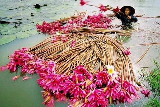 Bông súng - sản vật mùa nước lên của Đồng Tháp. Ảnh: Dân Trí