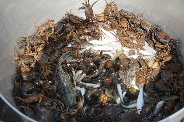 Ảnh: báo Dân Việt