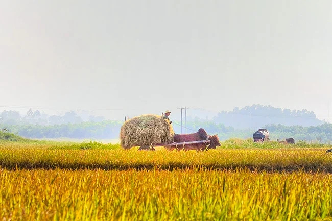 Mùa lúa chín vàng ở xứ Nghệ. Ảnh: Dân Việt