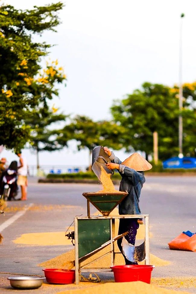 Người nông dân bội thu lúa. Ảnh: Dân Việt
