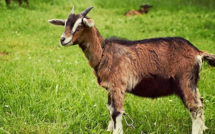 5 con giáp càng im lặng càng dễ làm nên chuyện Ảnh 5
