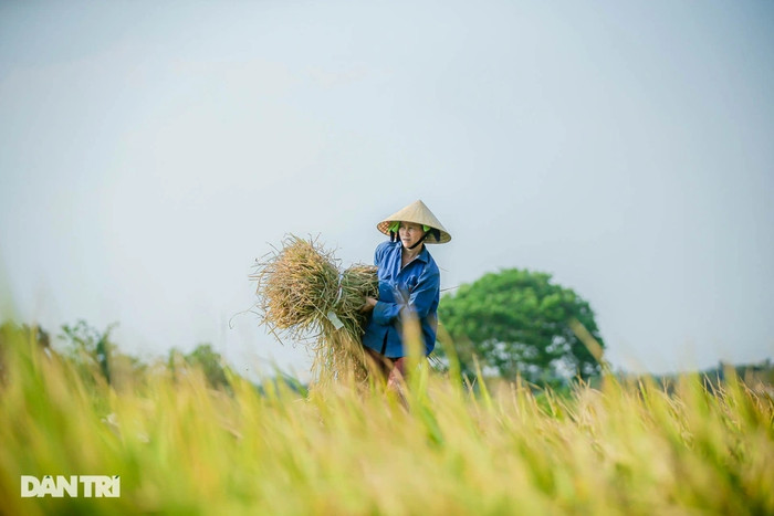 Người nông dân xứ Nghệ ra đồng. Ảnh: báo Dân Trí
