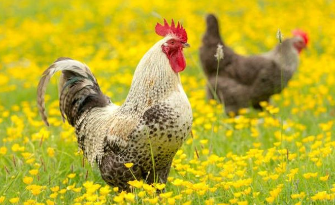 3 con giáp sắp bước vào giai đoạn 'làm ít, được nhiều' Ảnh 3