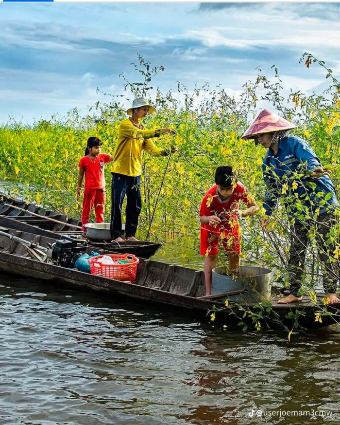 Cảnh sắc đặc trưng ở Đồng Tháp. Ảnh: Sưu tầm