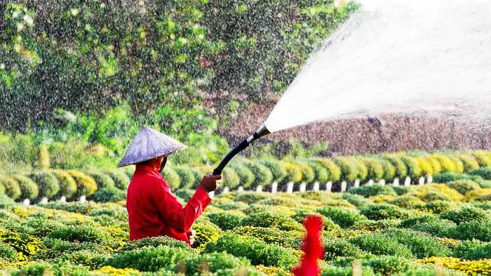 Nhắc đến Đồng Tháp, phải nhắc đến sắc hoa ở làng hoa Sa Đéc. Ảnh: Sưu tầm