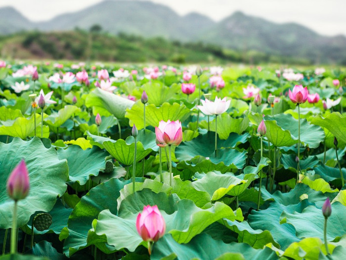 Đồng Tháp - xứ sở sen hồng. Ảnh: Sưu tầm