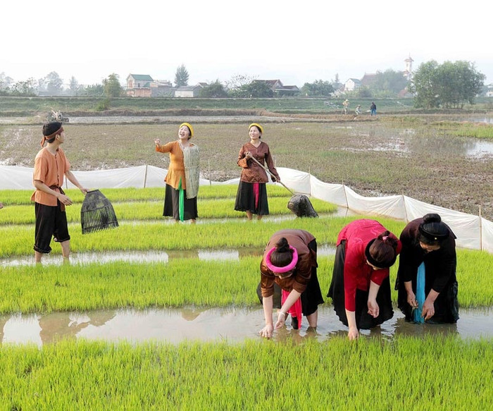 Người xứ Nghệ biểu diễn dân ca ví, giặm ngay trên cánh đồng lúa. Ảnh: Dân Việt