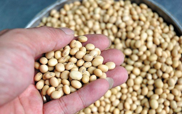 Ăn đậu phụ mỗi ngày, cơ thể sẽ ra sao? Ảnh 4