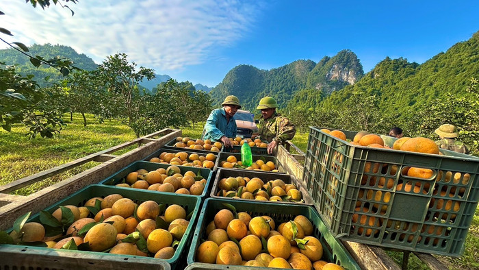 Ảnh: Sức khỏe & Đời sống