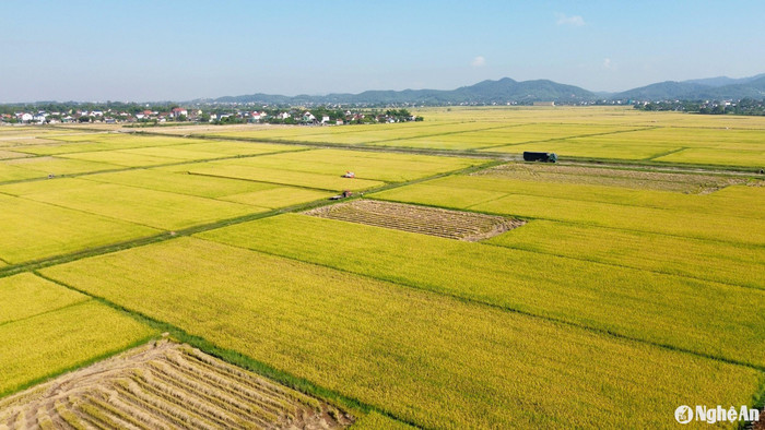 Ảnh: báo Nghệ An