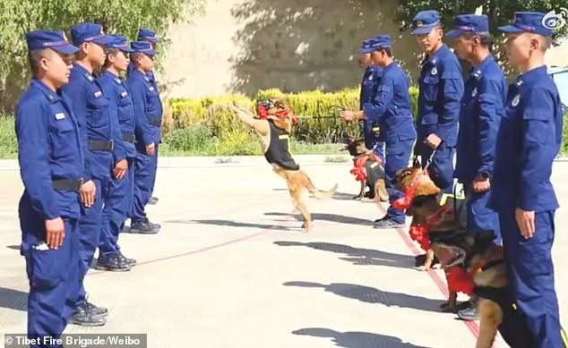 Rơi nước mắt cảnh chó nghiệp vụ quyến luyến người huấn luyện khi sắp về hưu Ảnh 5