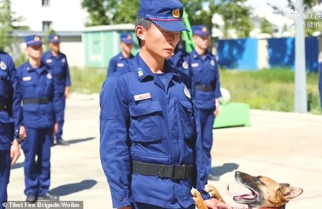 Rơi nước mắt cảnh chó nghiệp vụ quyến luyến người huấn luyện khi sắp về hưu Ảnh 4