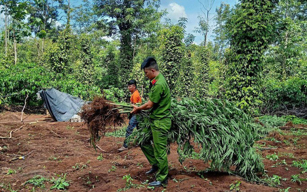 Lại phát hiện vụ trồng cần sa số lượng lớn để cho gà ăn tại Đắk Lắk Ảnh 2