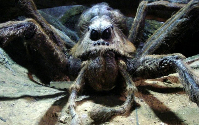 Aragog rất sợ Basilisk.
