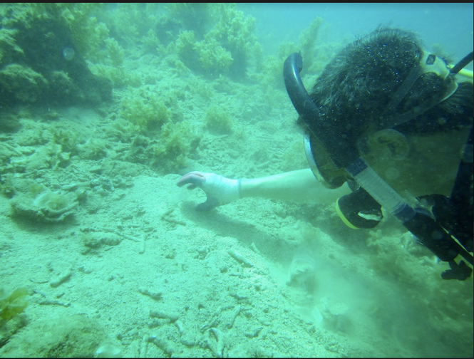 Những ngành học lạ tai ở một trường đại học nằm trong Viện hàn lâm Ảnh 7