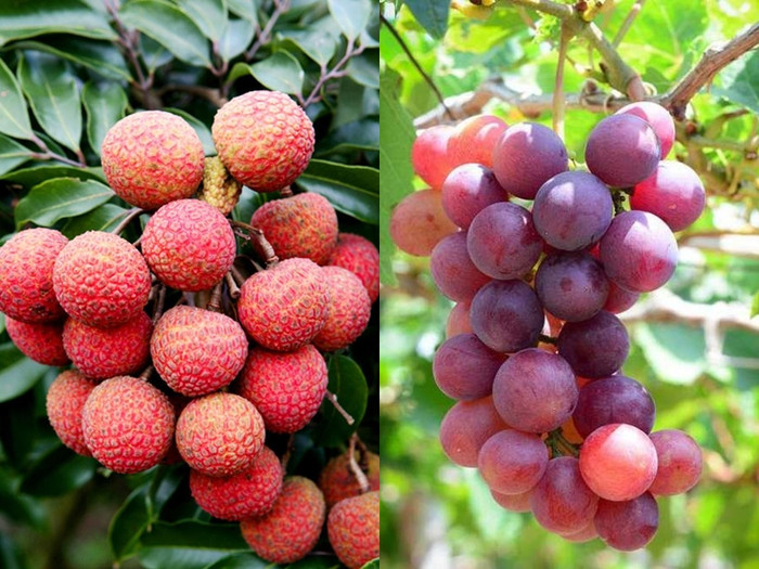 Vải thiều Lục Ngạn, nho Ninh Thuận là những trái cây cực kì nổi tiếng khắp năm châu bố bể những vẫn chưa xuất hiện trên bất kỳ thiết kế trang phục dân tộc nào.