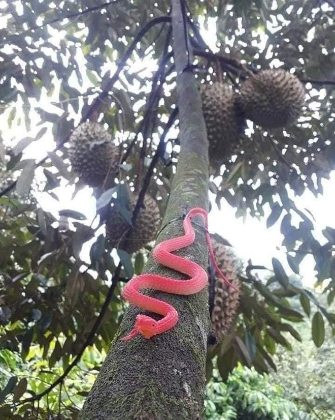 Những cách bảo vệ vườn sầu riêng của người chủ khiến ai nhìn vào cũng 'phát hoảng' Ảnh 5