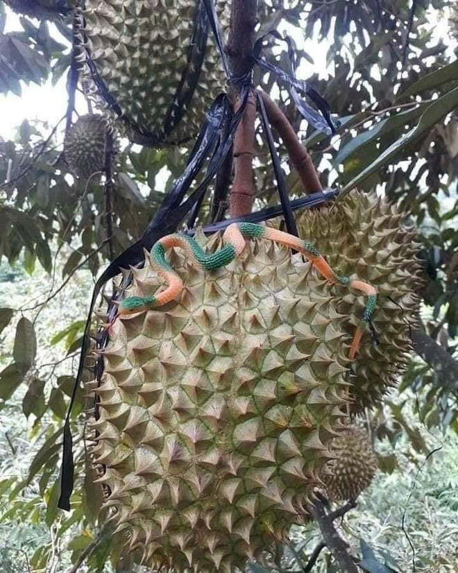 Những cách bảo vệ vườn sầu riêng của người chủ khiến ai nhìn vào cũng 'phát hoảng' Ảnh 6