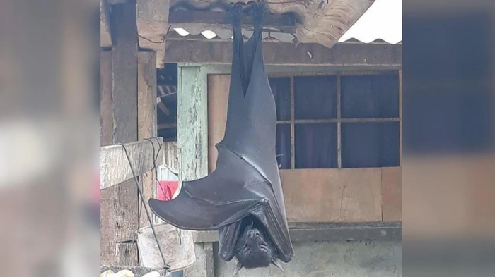 Hình ảnh về loài vật được cho là dơi quả.