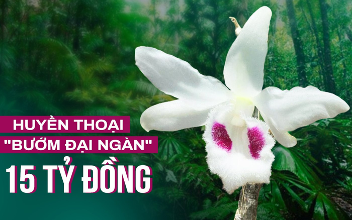 Chậu lan Huyền thoại bướm đại ngàn vừa chốt giá 15 tỷ đồng, 'khủng' nhất Việt Nam? Ảnh 2