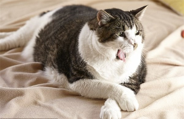 Chú boss mèo 'đáng yêu siêu cấp' nhưng lại 'quạu' khi bị sen bắt tập thể dục vì thân hình quá đẫy đà Ảnh 2