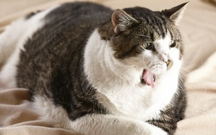 Chú boss mèo 'đáng yêu siêu cấp' nhưng lại 'quạu' khi bị sen bắt tập thể dục vì thân hình quá đẫy đà Ảnh 2