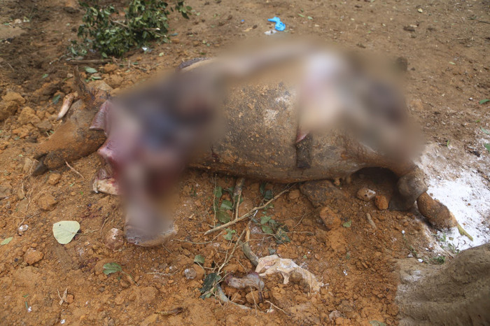 Hình ảnh con trâu bị chết.