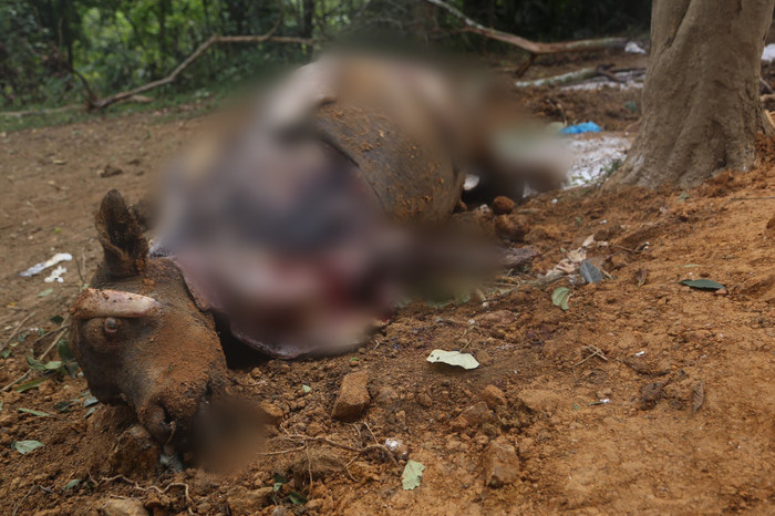 Trâu sau đó bị ai đưa lên xẻ thịt một số bộ phận.