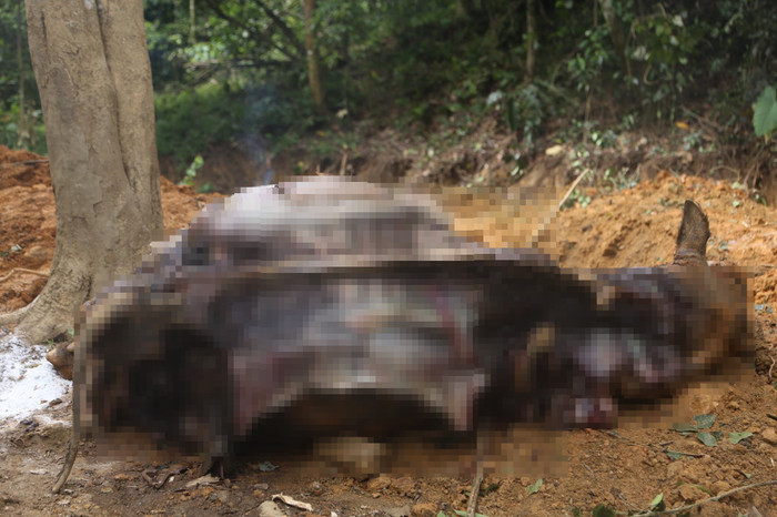 Đàn trâu khỏe mạnh bỗng lăn ra chết hàng loạt