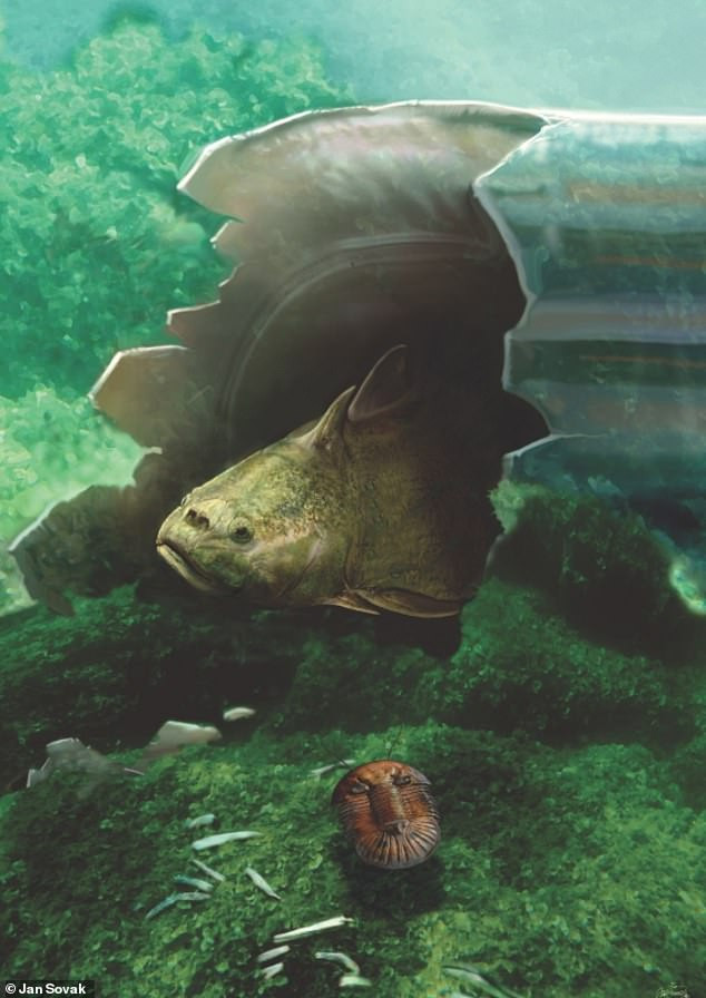 Cá acanthothoracid.