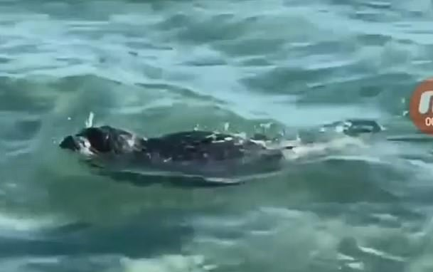 Phẫn nộ cảnh hải cẩu bị đánh đến bất tỉnh để khách du lịch tạo dáng chụp ảnh Ảnh 2