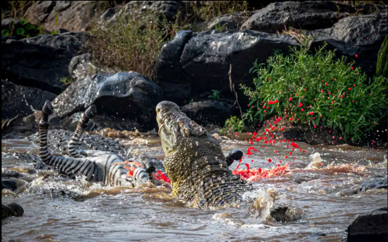 Cá sấu 226 kg tóm gọn ngựa vằn qua sông chỉ trong chớp mắt Ảnh 2