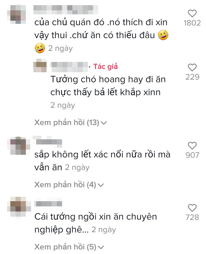 Đi hoang nhưng vẫn 'béo tốt' chẳng khác thú cưng, hóa ra bí quyết của chú chó này là đây Ảnh 5