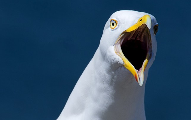 Người đàn ông bị bắt vì cắn chim hải âu Ảnh 2