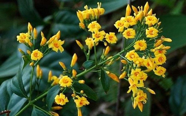 Nhầm lẫn giữa lá ngón và lá chua khiến 3 người tử vong Ảnh 2